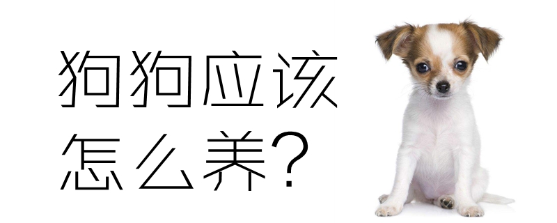狗狗如何养