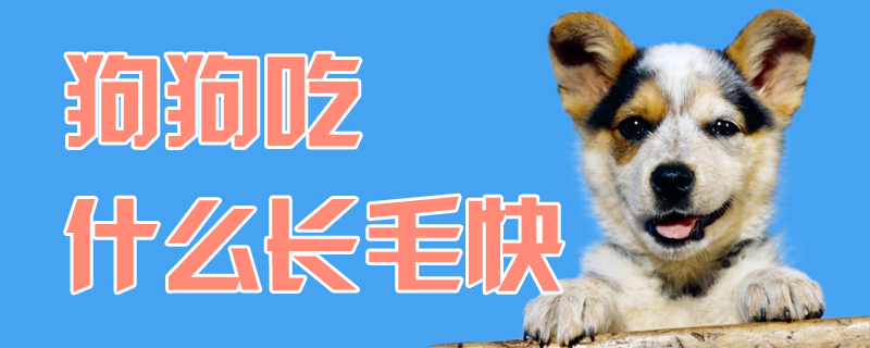 狗狗吃那些长毛快
