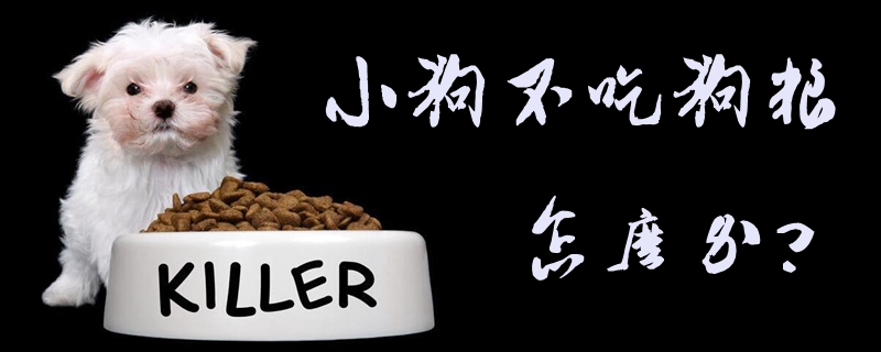 小狗不吃狗粮如何解决