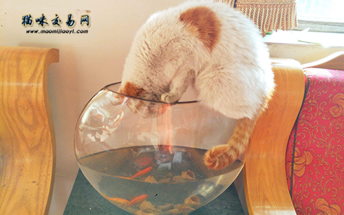 猫为什么喜佳吃鱼？背地的究竟你都领会吗？