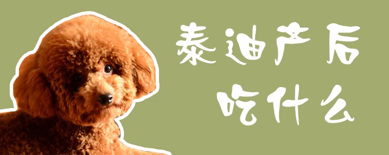泰迪产后吃什么