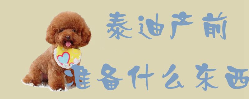 泰迪产前筹备什么东西