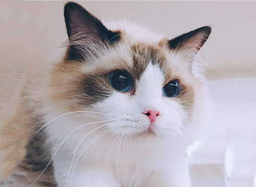 你知道布偶猫寿命吗？