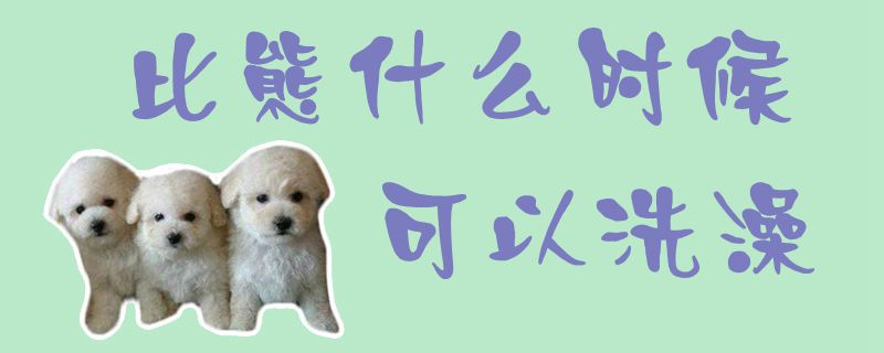 比熊什么时间可以洗澡