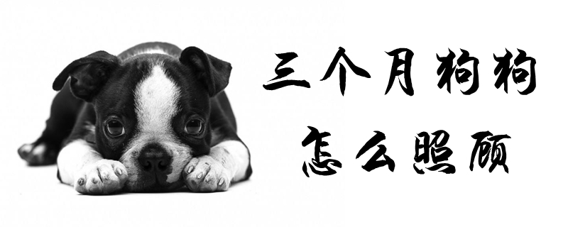 三个月狗狗如何照顾