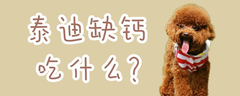 泰迪缺钙吃那些