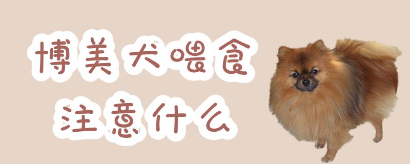 博美犬喂食注意哪些地方