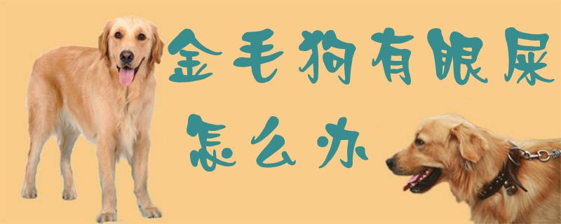 金毛狗有眼屎如何解决