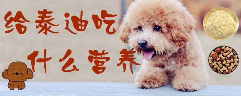 给泰迪吃那些营养