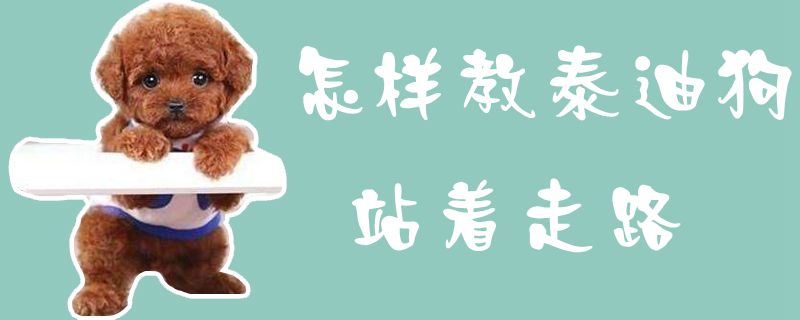 如何教泰迪狗站着走路