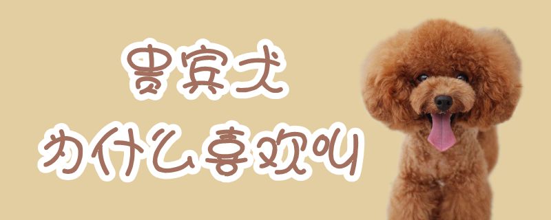 贵宾犬为何喜欢叫