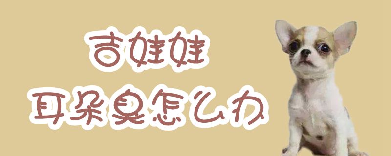 吉娃娃耳朵臭如何解决