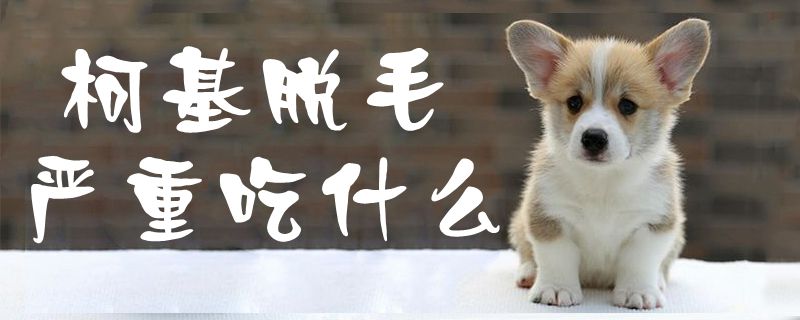 柯基脱毛紧急吃那些