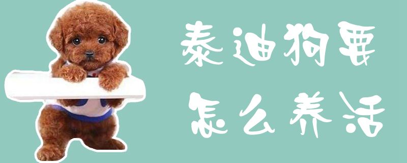 泰迪狗要如何养活