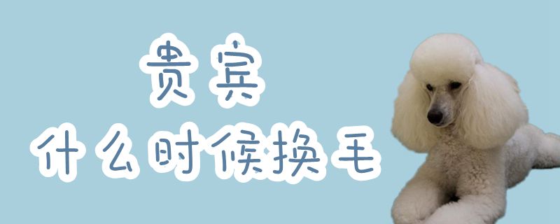 贵宾什么时间换毛