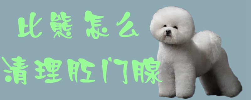 比熊如何清理肛门腺