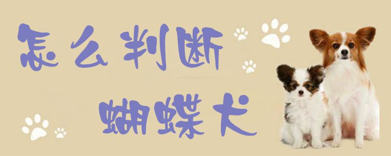 如何判断蝴蝶犬