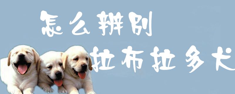 怎样辩别拉布拉多犬1