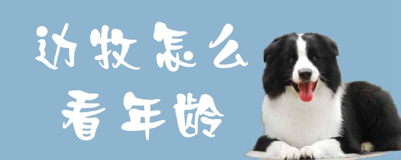 边牧如何看年龄
