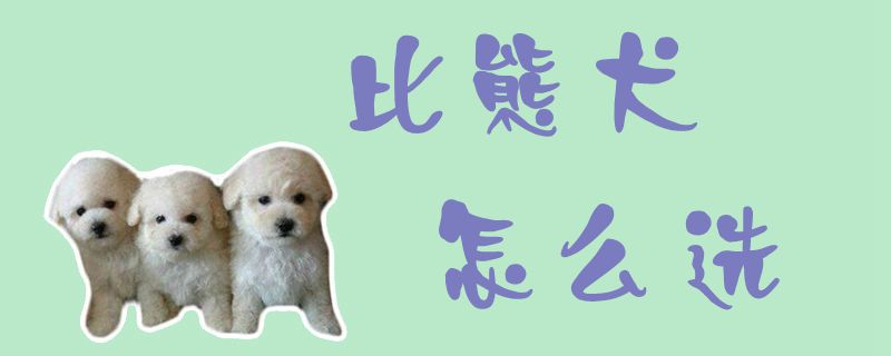 比熊犬如何选