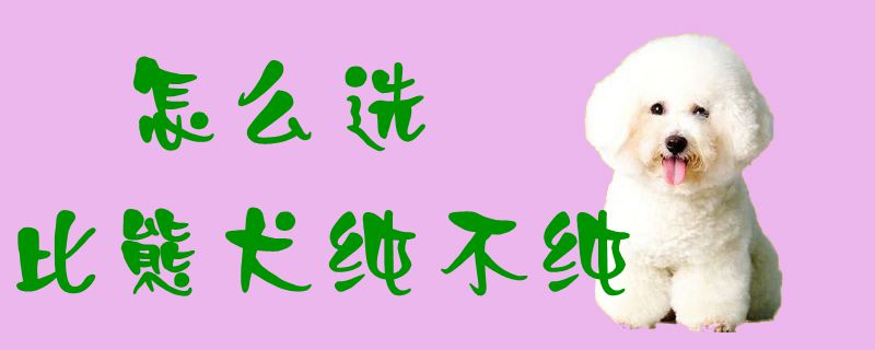 如何选比熊犬纯不纯