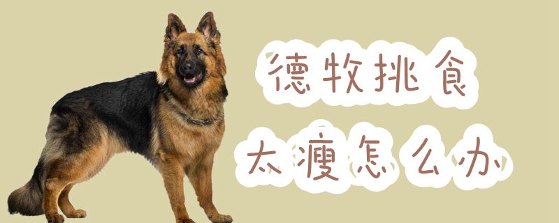 德牧挑食太瘦如何解决