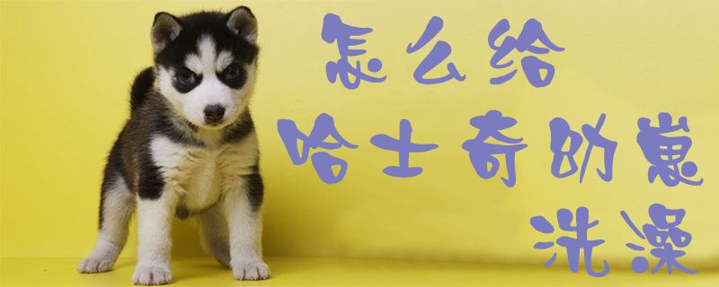如何给哈士奇幼崽洗澡