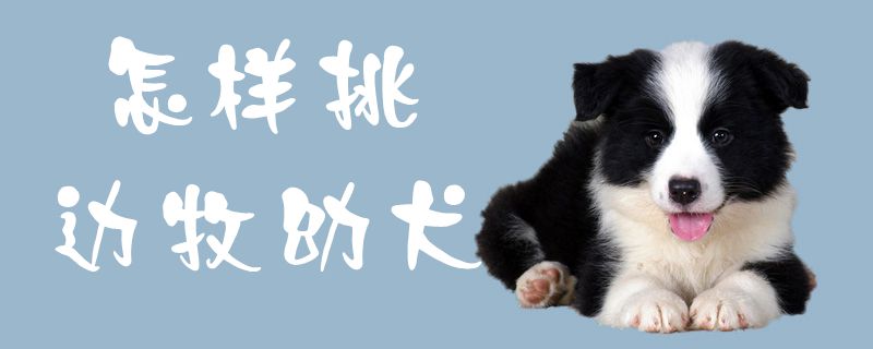 如何挑边牧幼犬