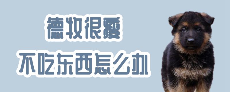德牧非常瘦不吃东西如何解决