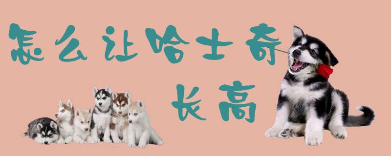 如何让哈士奇长高