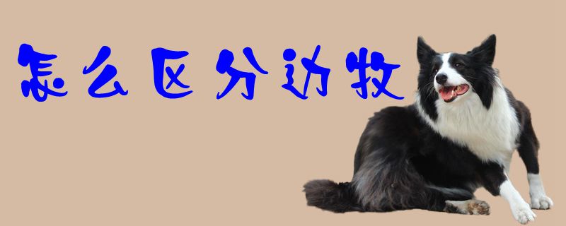 如何区别边牧