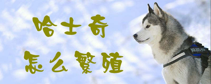 哈士奇如何繁殖