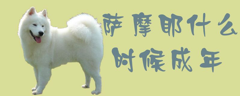 萨摩耶什么时间成年