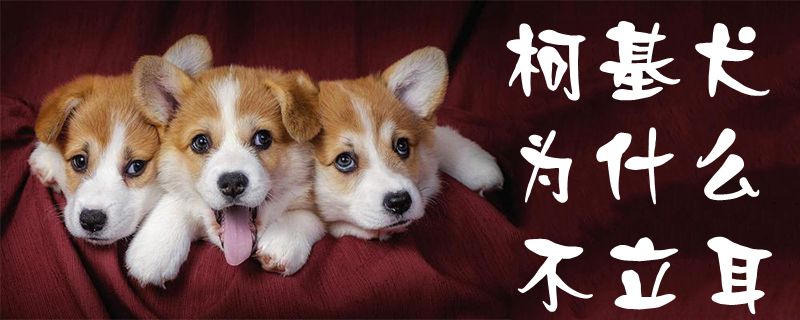柯基犬为何不立耳