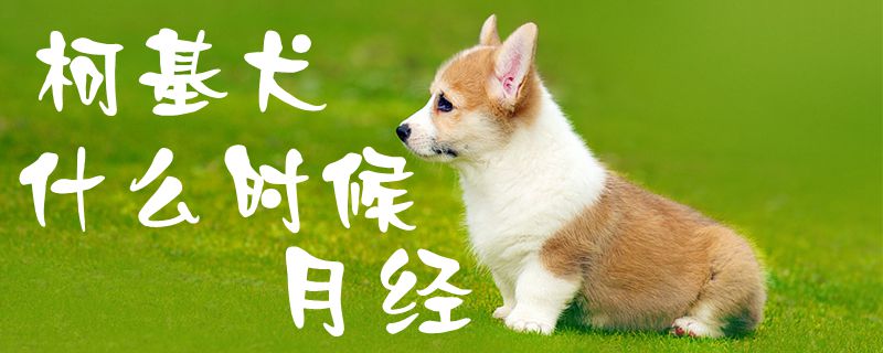 柯基犬什么时间月经