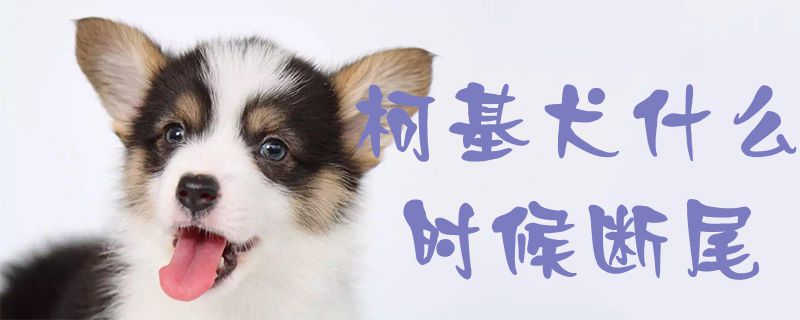 柯基犬什么时间断尾