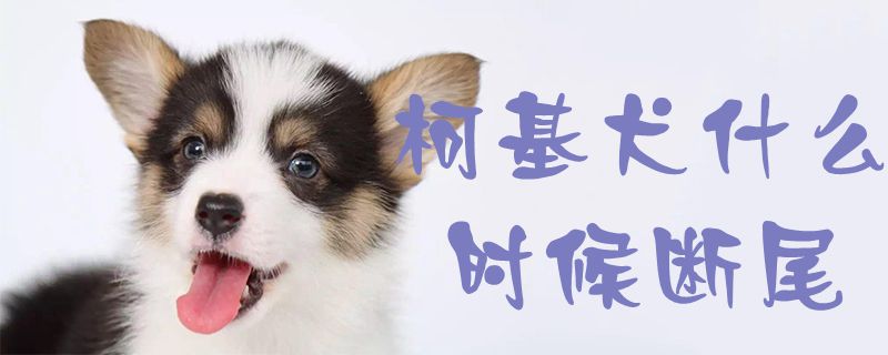 柯基犬什么时间断尾1