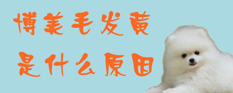 博美毛发黄是哪些原因