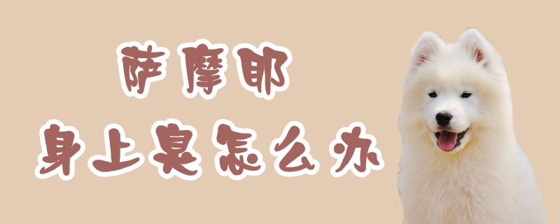 萨摩耶身上臭如何解决