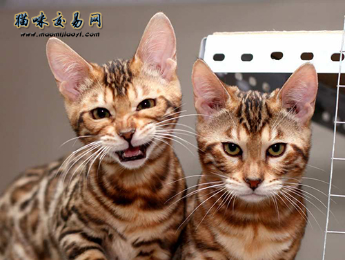 猫咪行情怎样样？瞅瞅这三种宠物猫便明确了！
