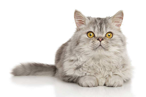 选猫小技巧：英国短毛猫和橘猫的区别是什么？(图2)