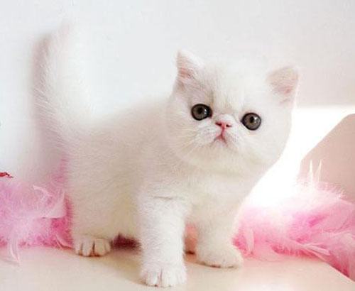 杭州英国短毛猫价钱比纯粹美国短毛猫贵吗？