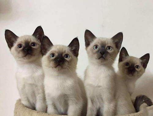 深圳双色布偶猫价钱几钱？