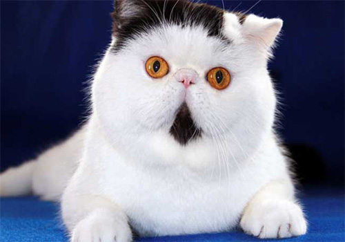 上海纯种布偶猫价位贵没有贵？该怎样样选择猫咪没有上当？