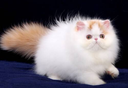 华夏猫咪商场十有八九会购置英国短毛猫当前公布！