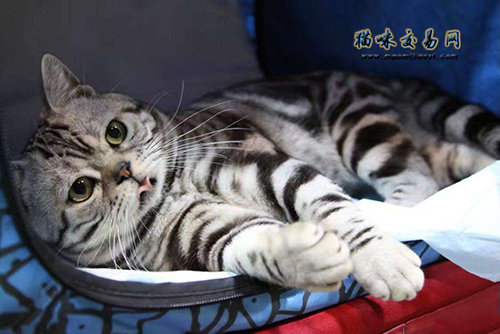 上海猫舍年少布偶猫的价钱几钱？