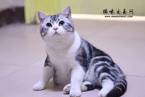 天津猫舍血统纯种的英短蓝猫价格多少钱！