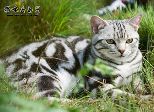 3个月大的英国短毛猫市场价格怎么样？