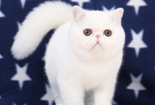 金华市英国短毛猫纯种价位几钱？