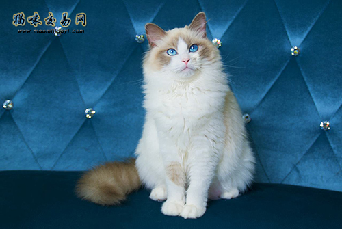 抖音纯白拿破仑网红猫价钱几钱一只？
